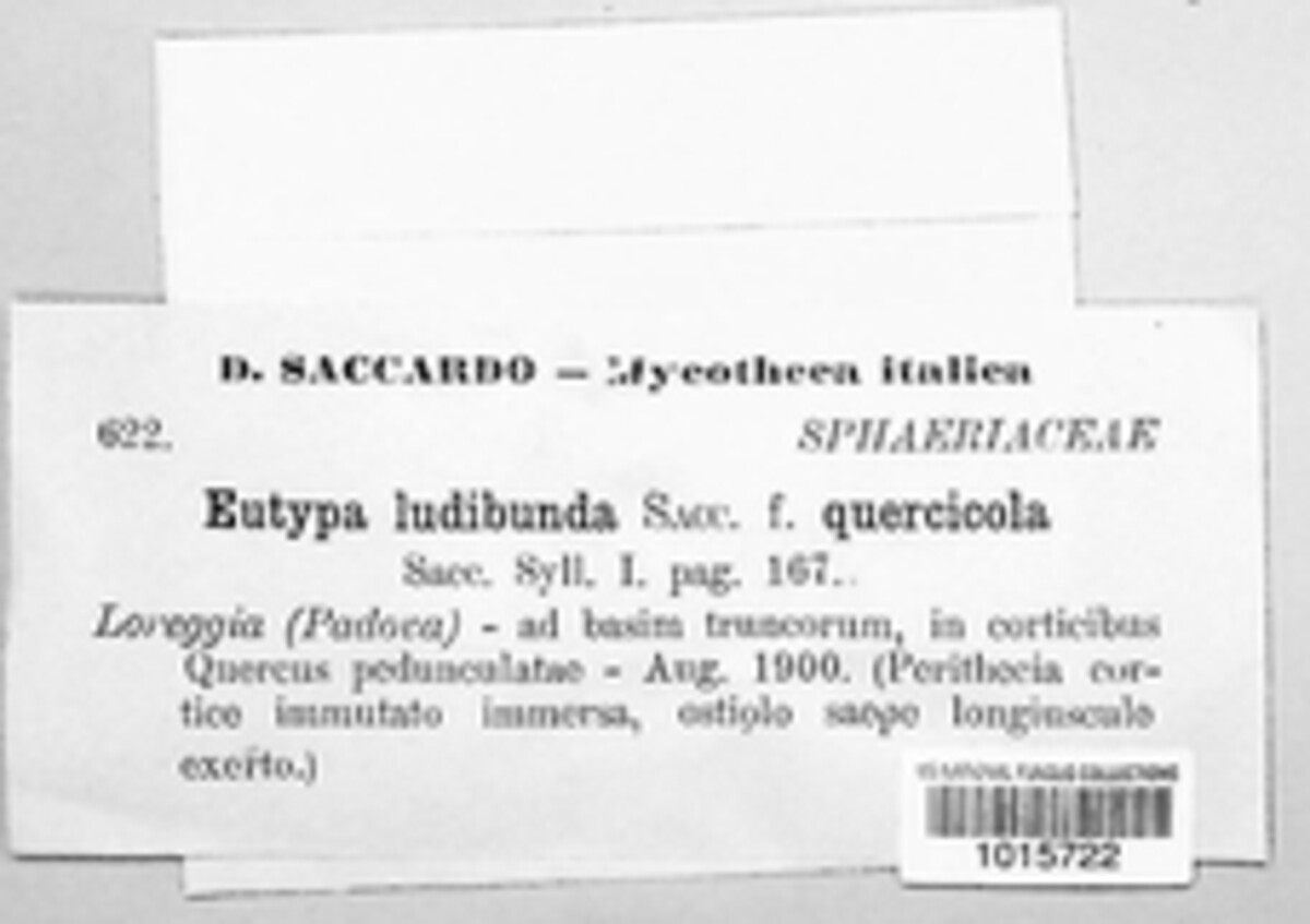 Eutypa ludibunda image
